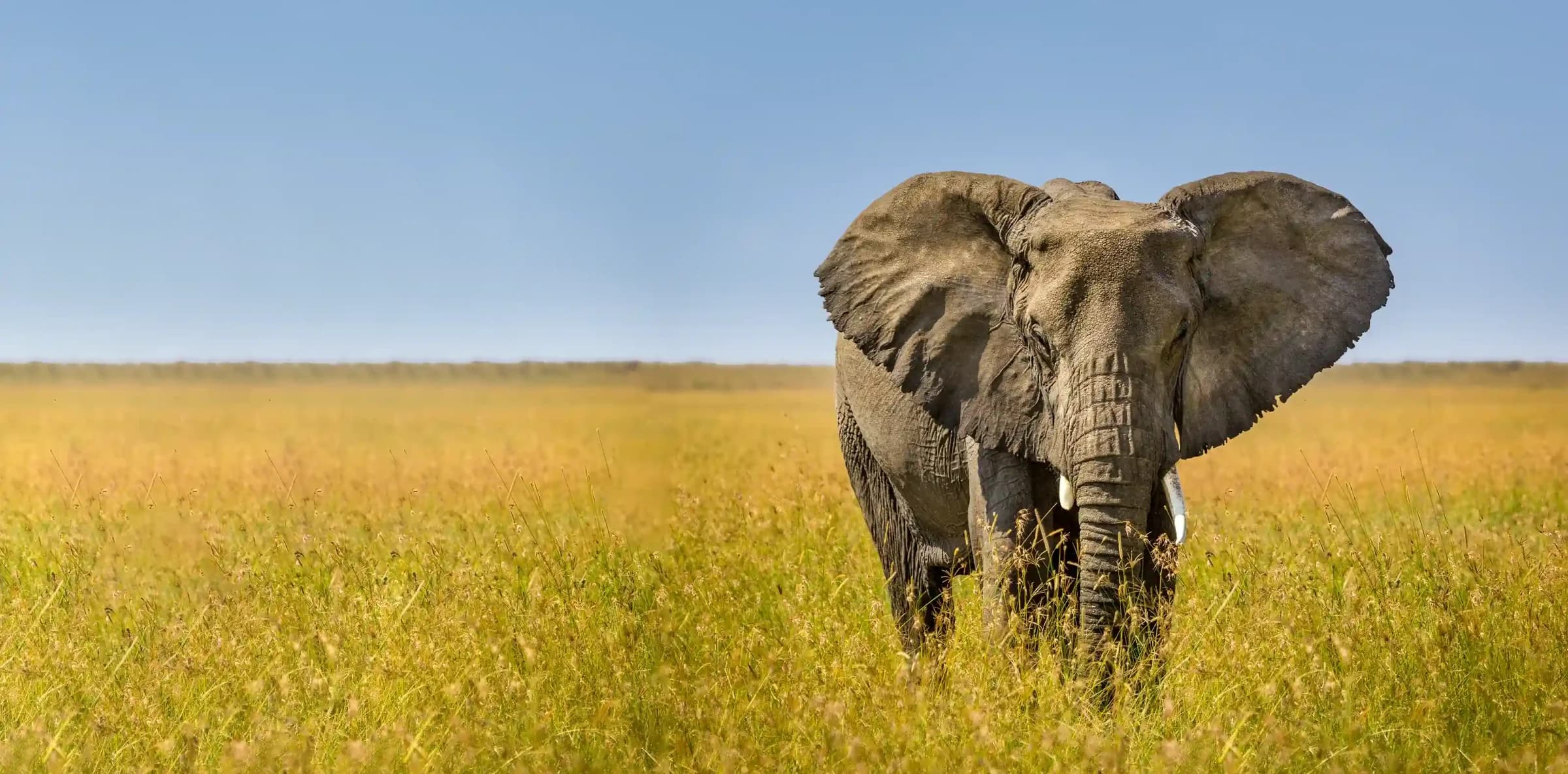 15 Day Ultimate Comprehensive Safari Tanzania