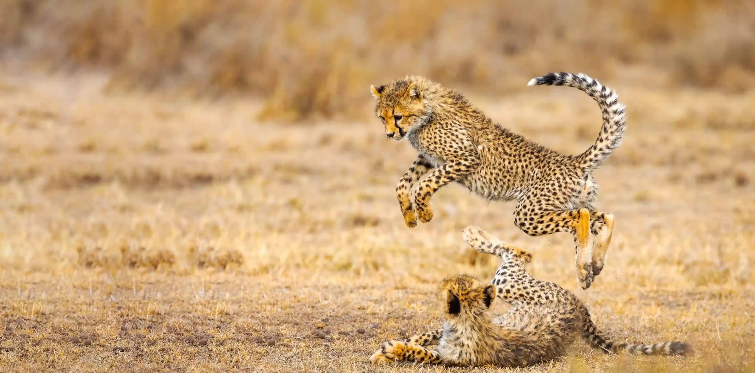 Tanzania Safari Cost: Complete Budget Breakdown 2026 (Budget to Luxury)