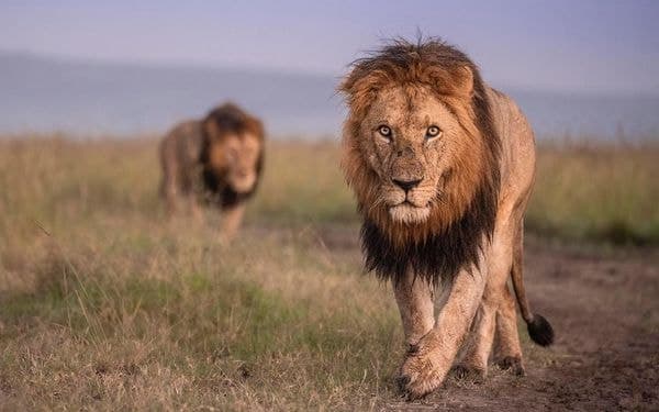 8 Day Photographic Safari Tanzania