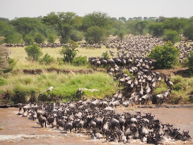 Luxury Great Migration Safari