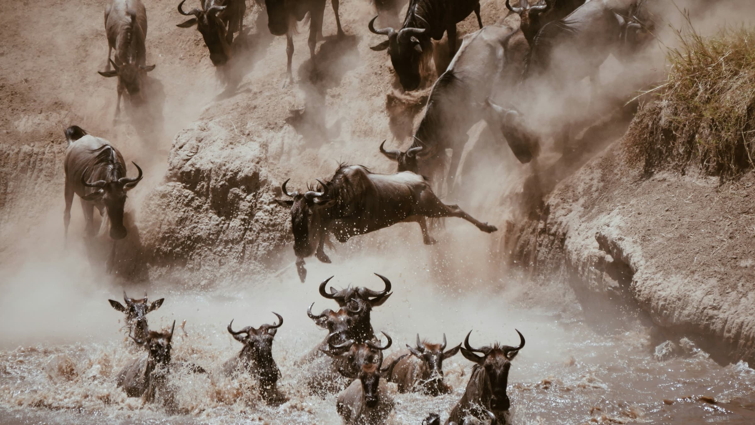 Great Migration Safari