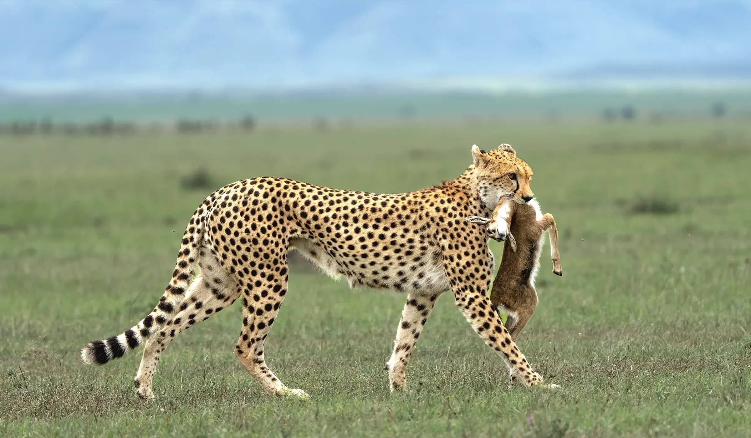 9 Day Photographic Safari - Serengeti Focus
