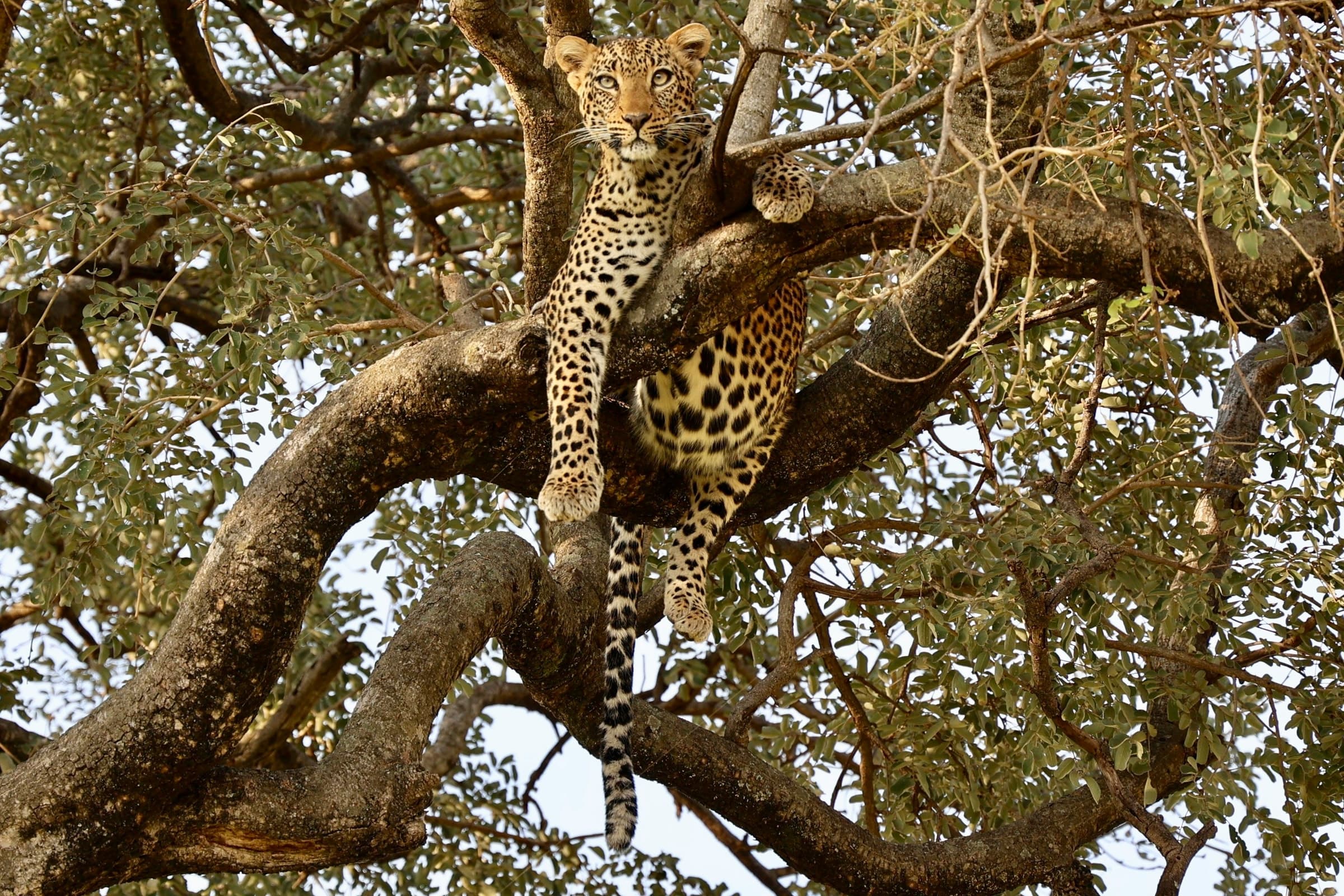 12 Day Comprehensive Safari Tanzania